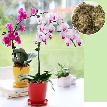 6L Sfagnu Sūnu Mitrinošs Uztura Organisko Mēslojumu Aizsargātu Orhideju Sulīgs Augu Saknēm DIY Puķu Pods Mājas Dārzā